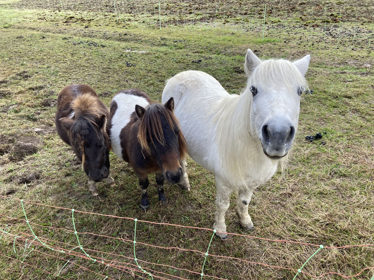 Fangerhof Idylle – Bild 1