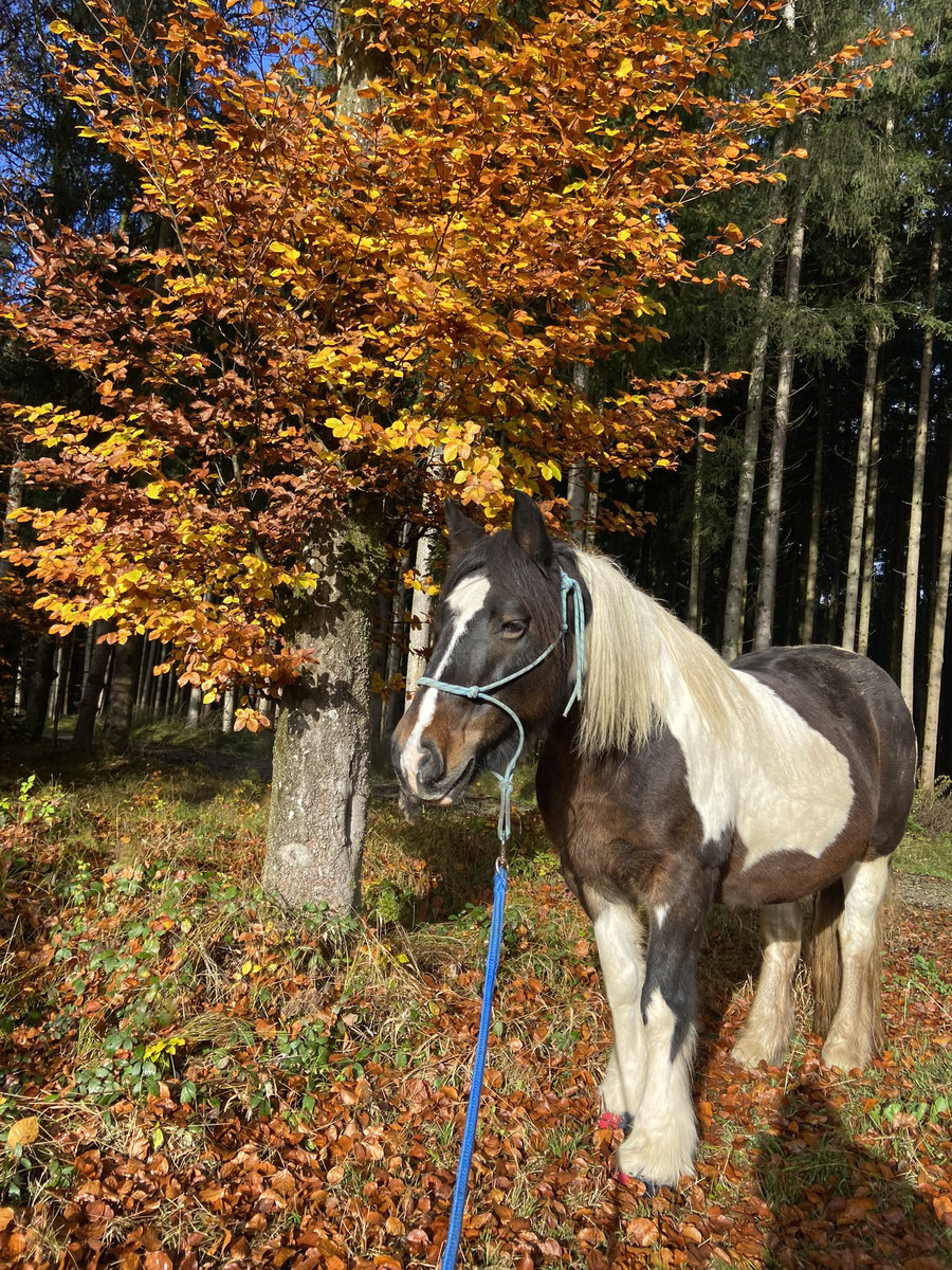 Fangerhof Idylle – Bild 2