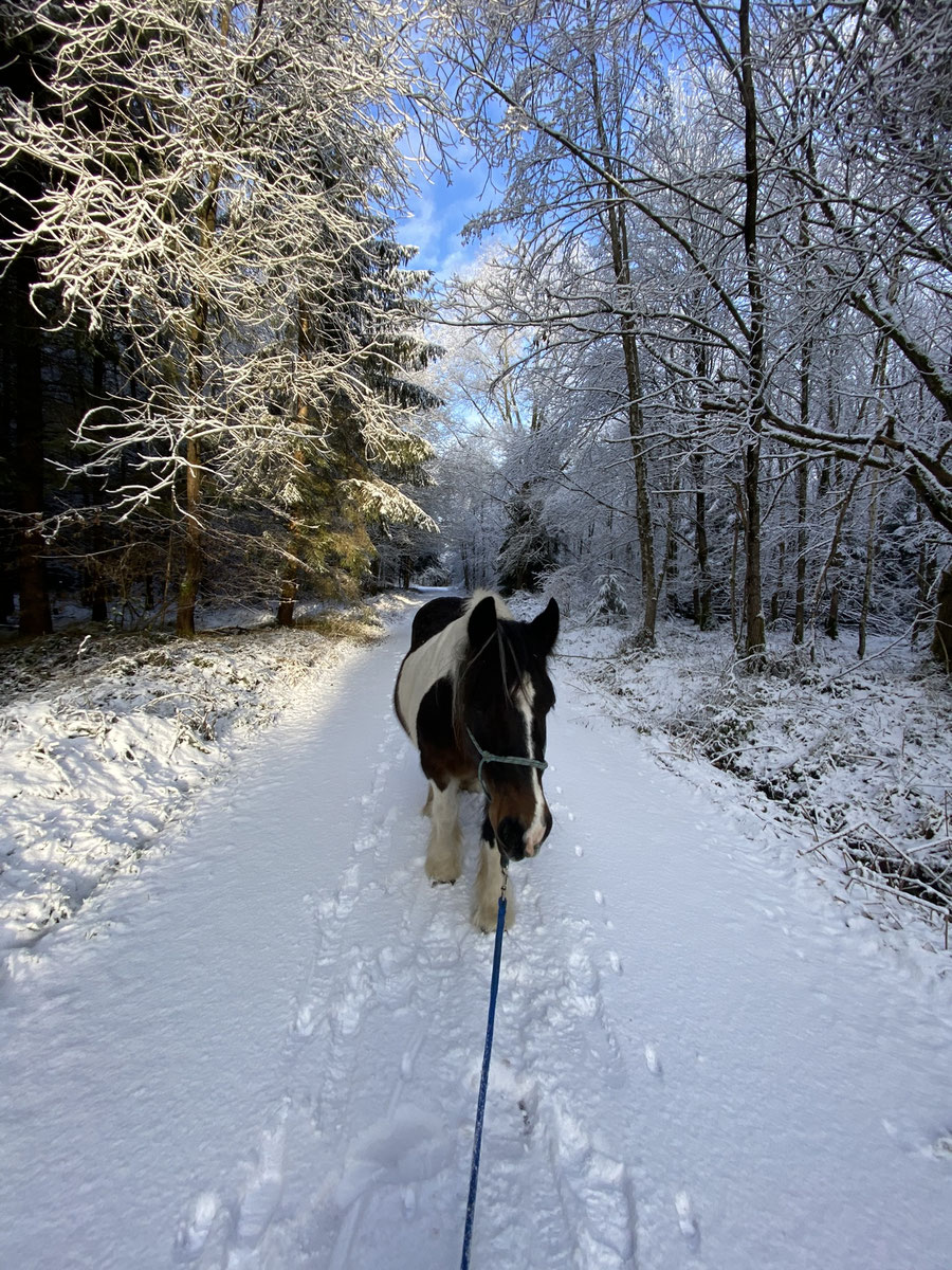 Fangerhof Idylle – Bild 6