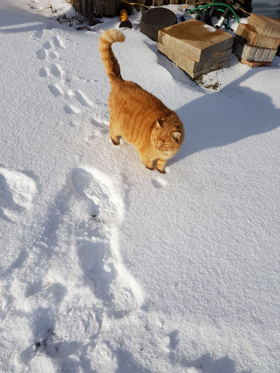 Winterimpressionen 2016/2017 – Bild 6